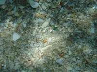 Picture Olympus 001.jpg.1.webp