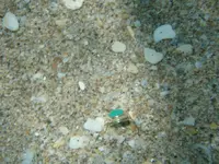 Picture Olympus 002.jpg.2.webp