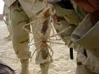 camel spiders.webp