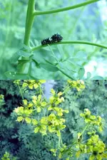 RueCaterpillar.webp