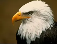 bald-eagle-head.webp