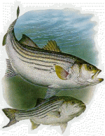 Striper.gif