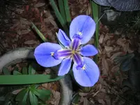 purple flower in bloom.webp