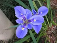 doubleflower.webp