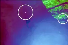 strange hit around tree 5 IR -johnu33301.webp