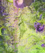 Aster_LAD_Alter_Zones_6.webp