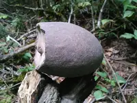 ljdysh.webp