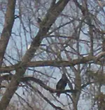 eagle 001.webp