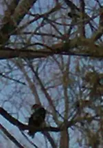 eagle 002.webp