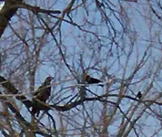 eagle 004.webp
