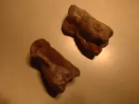 Bison bones 004.webp
