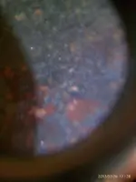 IMAG0695.webp