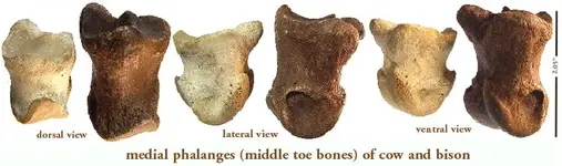 bovidtoebones.webp