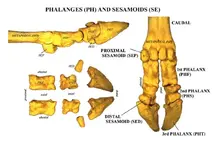 Phalanges ( PH ) and Sesmoid ( SE ) Bison.webp