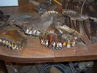 Bison teeth 001.webp
