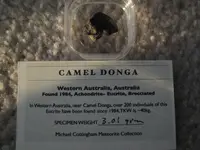 CamelDonga.webp