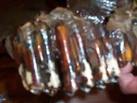 Bison teeth 002.webp