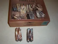 Bison teeth 003.webp