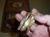 Bison teeth 004.webp