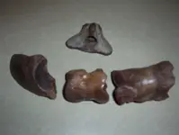 Bison foot bones 001.webp