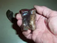 Bison foot bones 002.webp