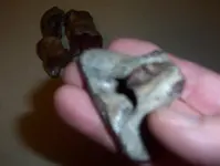 Bison foot bones 003.webp