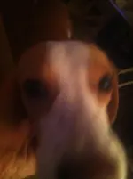 nasentier funde 494.webp