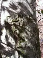 shady trees terry's phone 014 (Large).webp