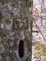 shady trees terry's phone 019 (Large).webp