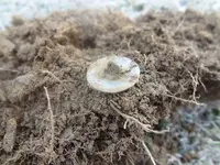 Metal Detecting 2013 125.webp