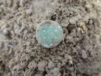 Metal Detecting 2013 128.webp