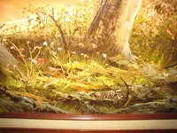 artist.webp