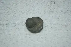 Lead Button & Musket Balls (4).webp