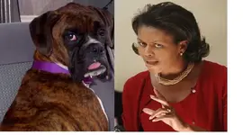 dog1.webp