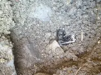 schnapps in hole.webp