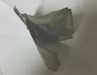 eh1.webp