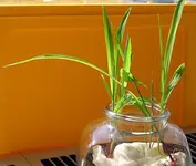 Growing_popcorn4.webp