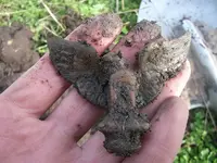DSCF4796.webp