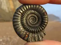 charmouth_fossil_21.webp