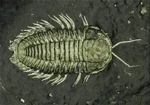 gold_bug.webp