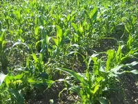 CornMedium.webp