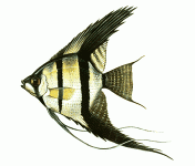 angelfish-info1.gif angelfish-info1.gif