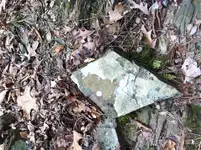 IMG_0247 (Large).webp