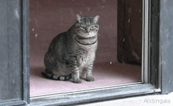 bleak-cat.gif bleak-cat.gif
