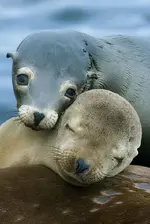 california-sea-lion.webp california-sea-lion.webp