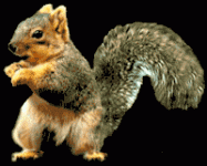 4399998250_c587a07c13_o.gif
