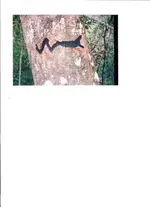 SNAKE.webp
