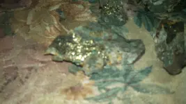 IMG_20130210_211525_101.webp
