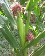 PopcornEar.webp