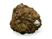 NaturalHistoryMuseum_PictureLibrary_056886_IA1_800x600.webp